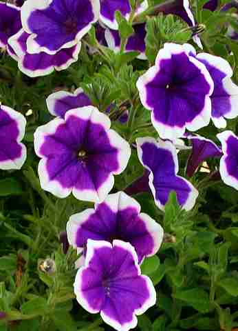 DVA009073.jpg