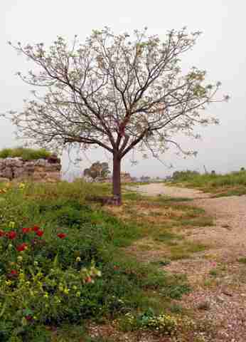 DVA009115.jpg
